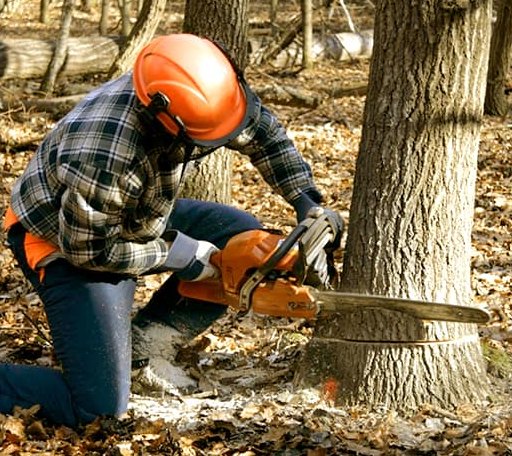 Tree Removal in Ada, MI